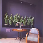 Caraibi - Long Breakfast Until 11-00 And Dinner 3* Milano Marittima